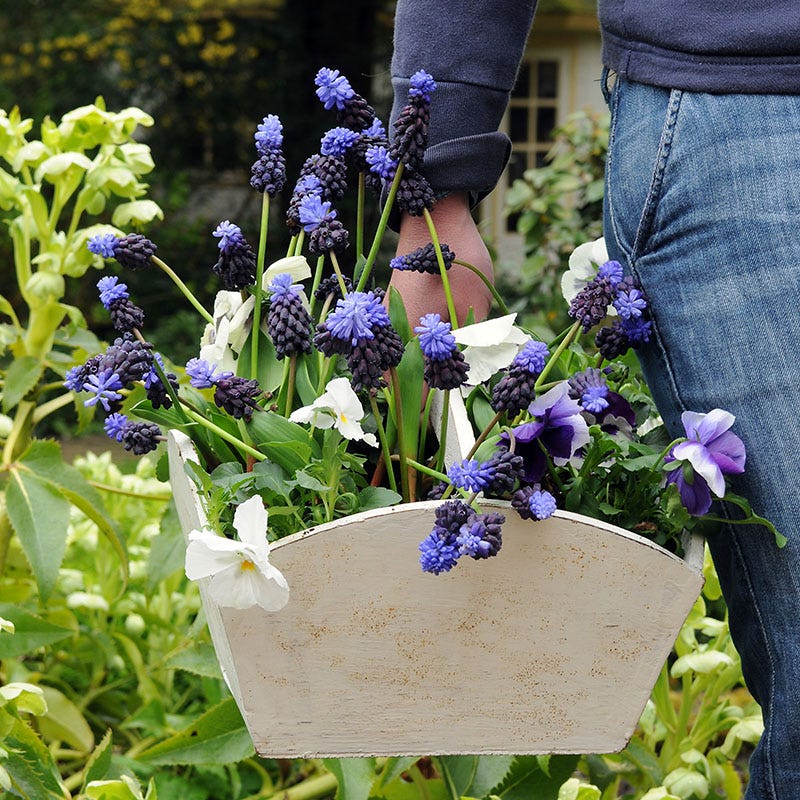 Muscari latifolium