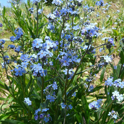 Forget-Me-Not Seeds