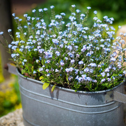 Forget-Me-Not Seeds
