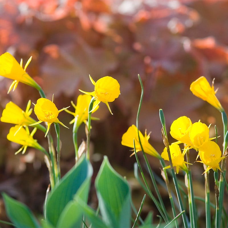 Golden Bells Daffodil