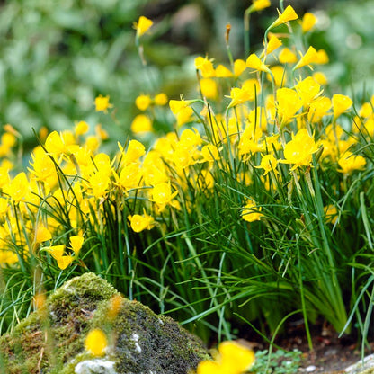 Golden Bells Daffodil