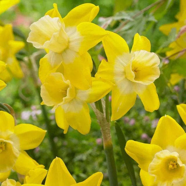 Lemon Chiffon Daffodil Flower Bulb Collection