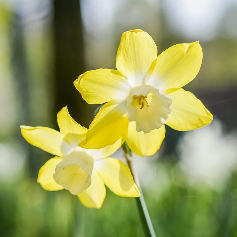 Pipit Daffodil