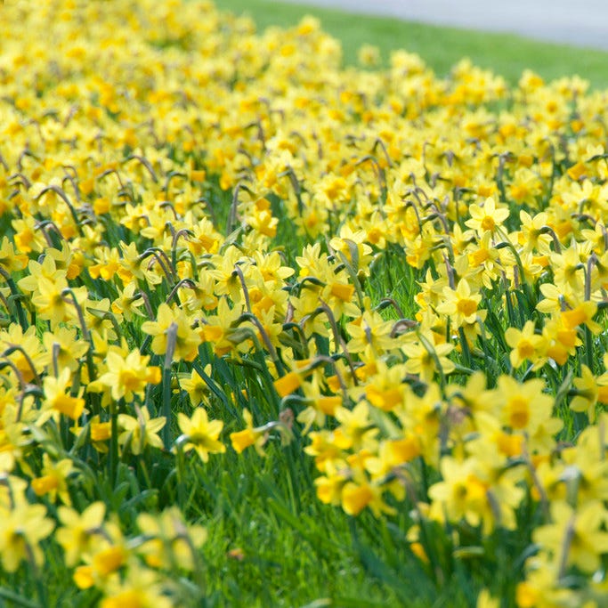 Tete-a-Tete Miniature Daffodil
