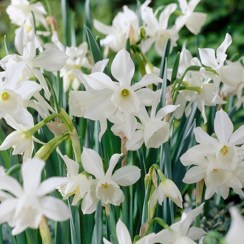 Princess Garden Bulb Collection