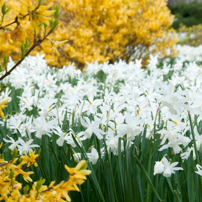 Thalia Daffodil