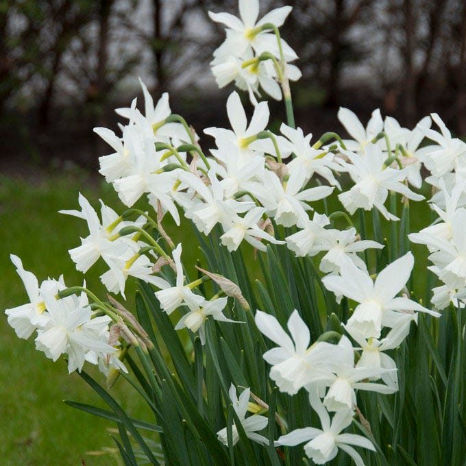 Thalia Daffodil