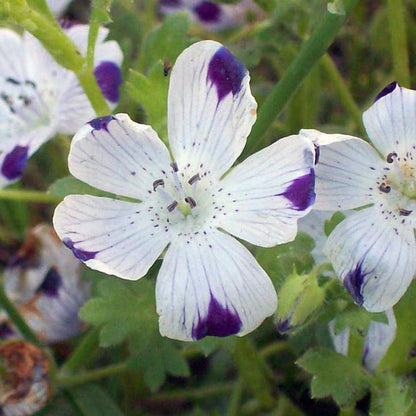 Five Spot Seeds