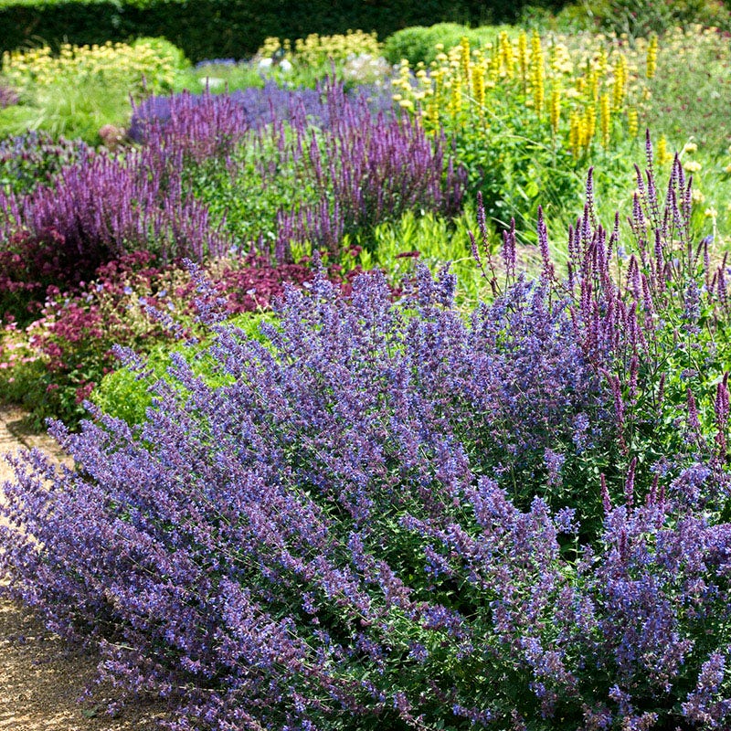 Coastal Cottage Pre-Planned Garden