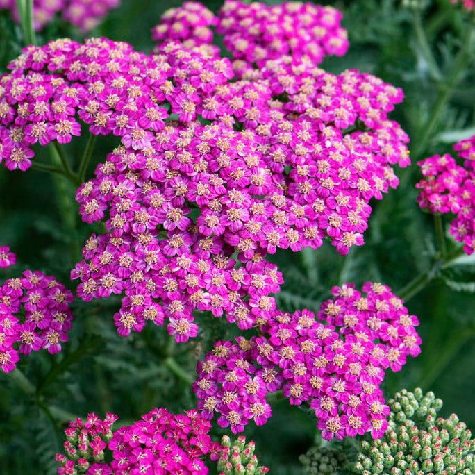 New Vintage® Rose Yarrow
