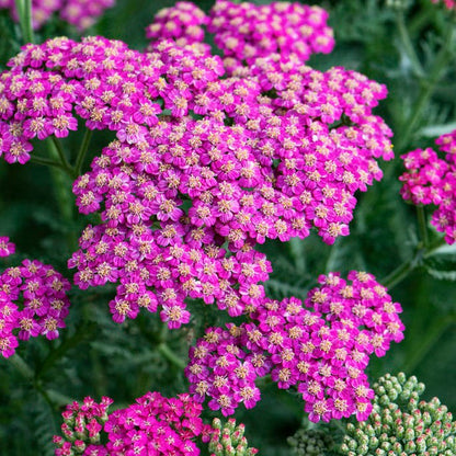 New Vintage® Rose Yarrow

