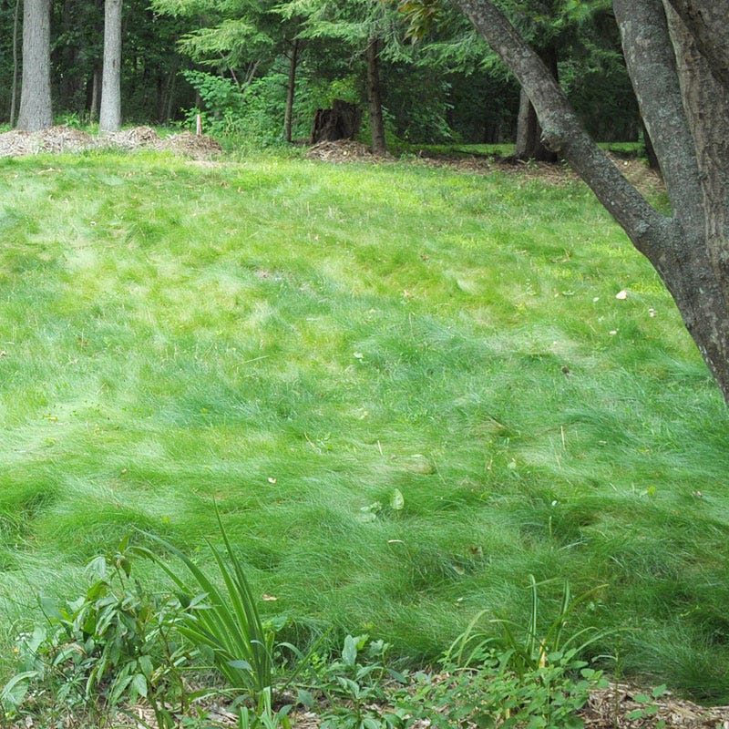 No Mow Lawn Grass Seed