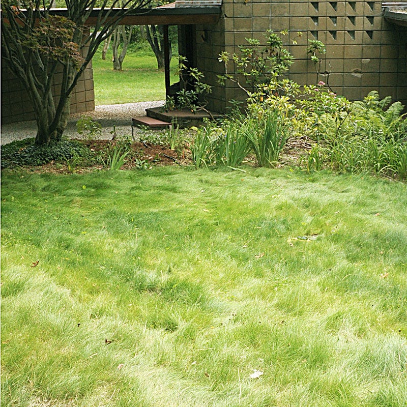 No Mow Lawn Grass Seed