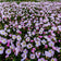 Showy Evening Primrose Seeds