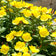 Evening Primrose Seeds