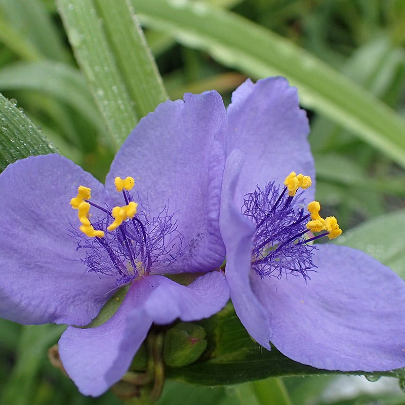 Ohio Spiderwort Seeds