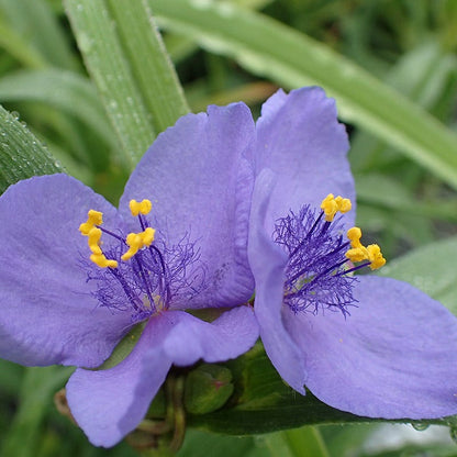 Ohio Spiderwort Seeds