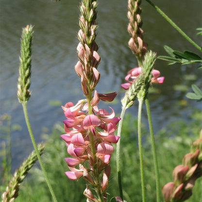 Pollinator Cover Crop Seed Mix