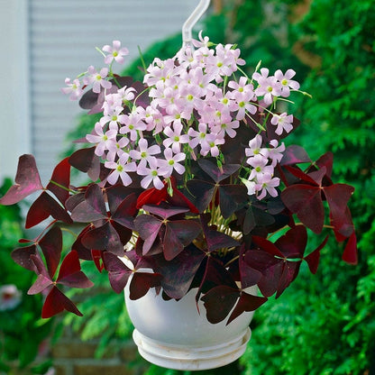 Purple Shamrock