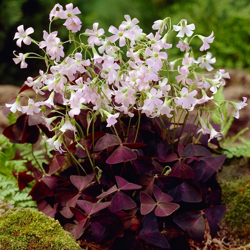 Purple Shamrock