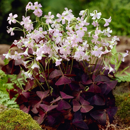 Purple Shamrock