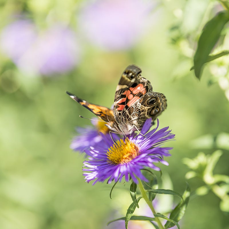 Painted Lady on New England Aster
