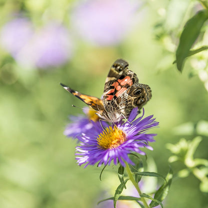 Painted Lady on New England Aster