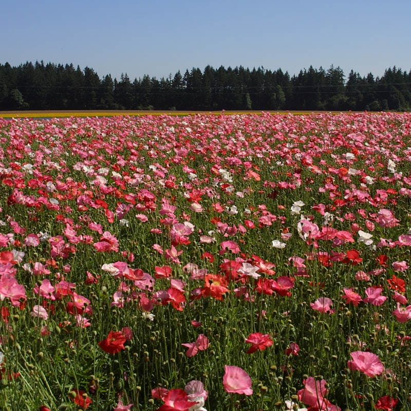 Red Poppy Seed Mix