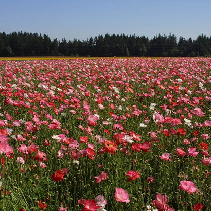 Red Poppy Seed Mix