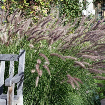 Sun Loving Pre-Planned Garden - Small