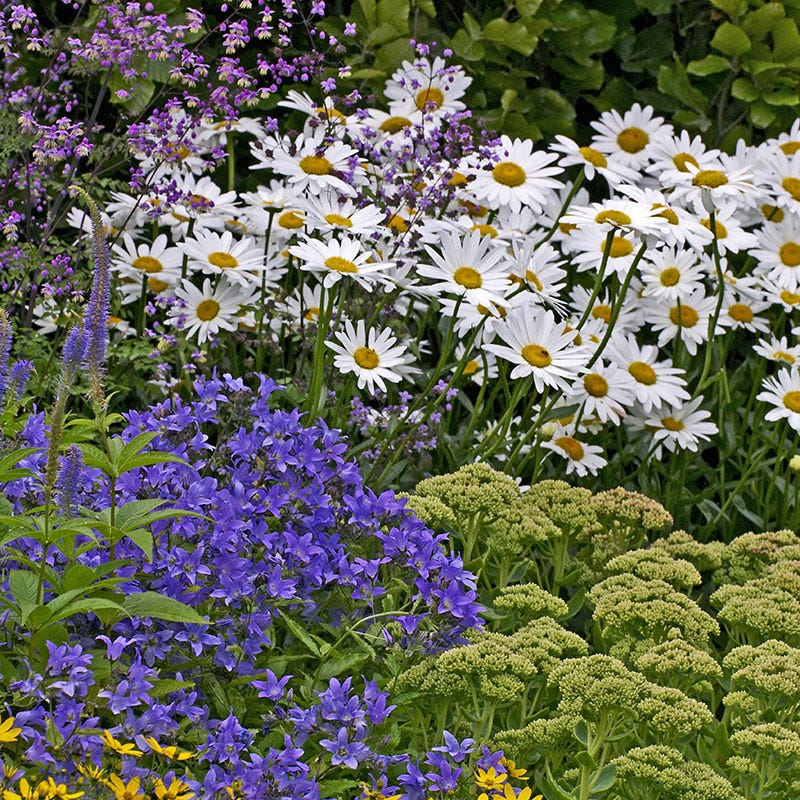 Becky Shasta Daisy