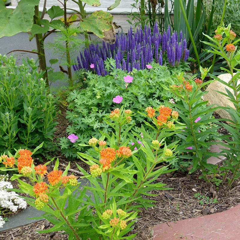 Butterfly Weed