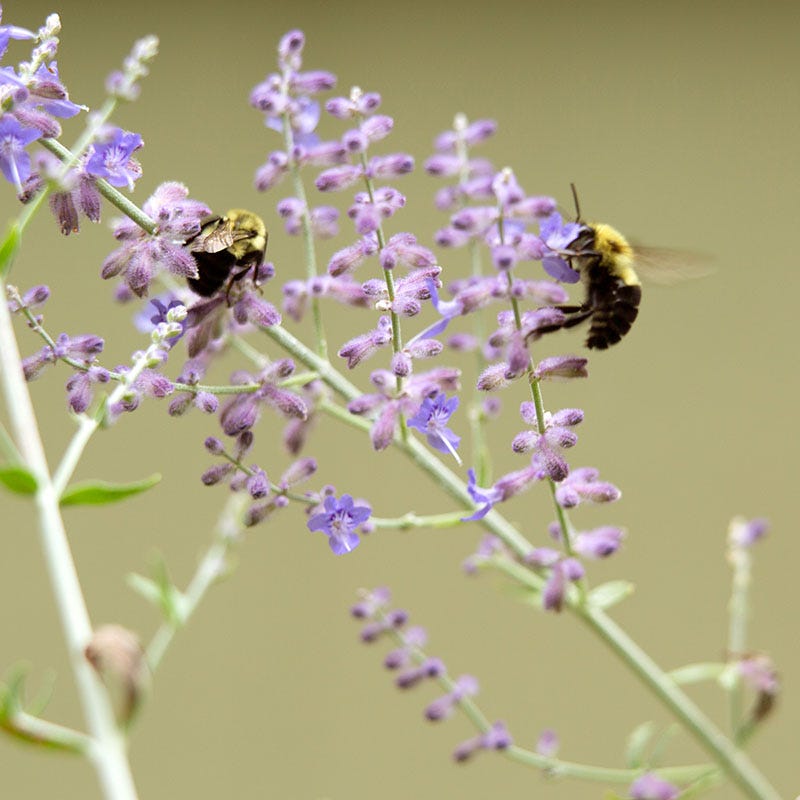 Russian Sage