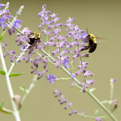 Russian Sage