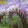 Lacy Phacelia Seeds
