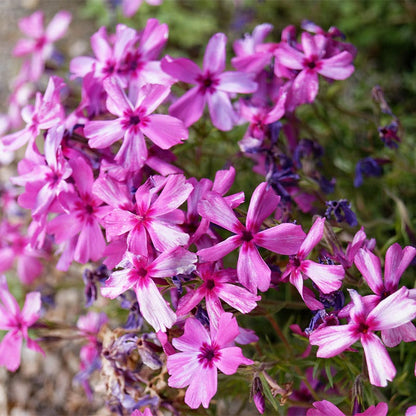 Red Wings Creeping Phlox