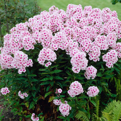Bright Eyes Phlox