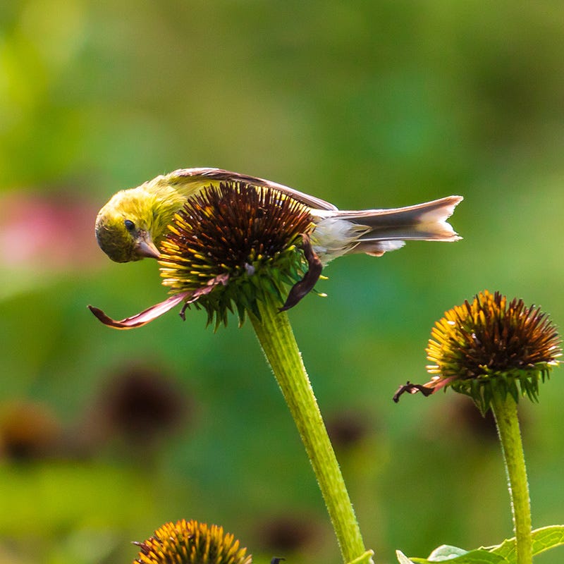 Magnus Echinacea