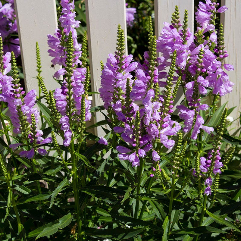 Pink Obedient Plant