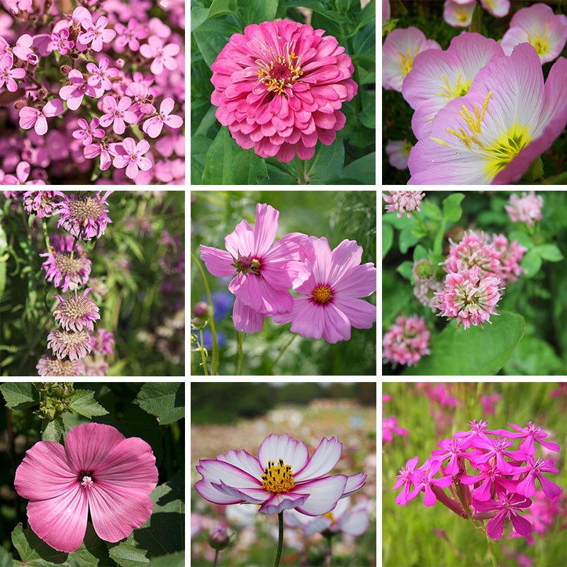 Pink Wildflower Seed Mix