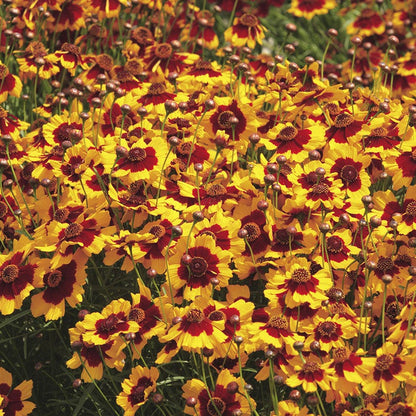 Plains Coreopsis Seeds