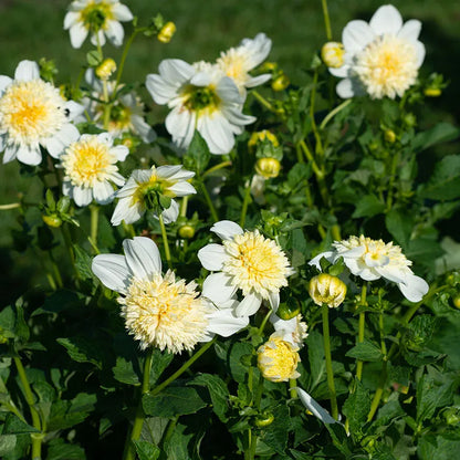 Platinum Blonde Dahlias