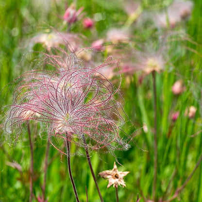 Prairie Smoke