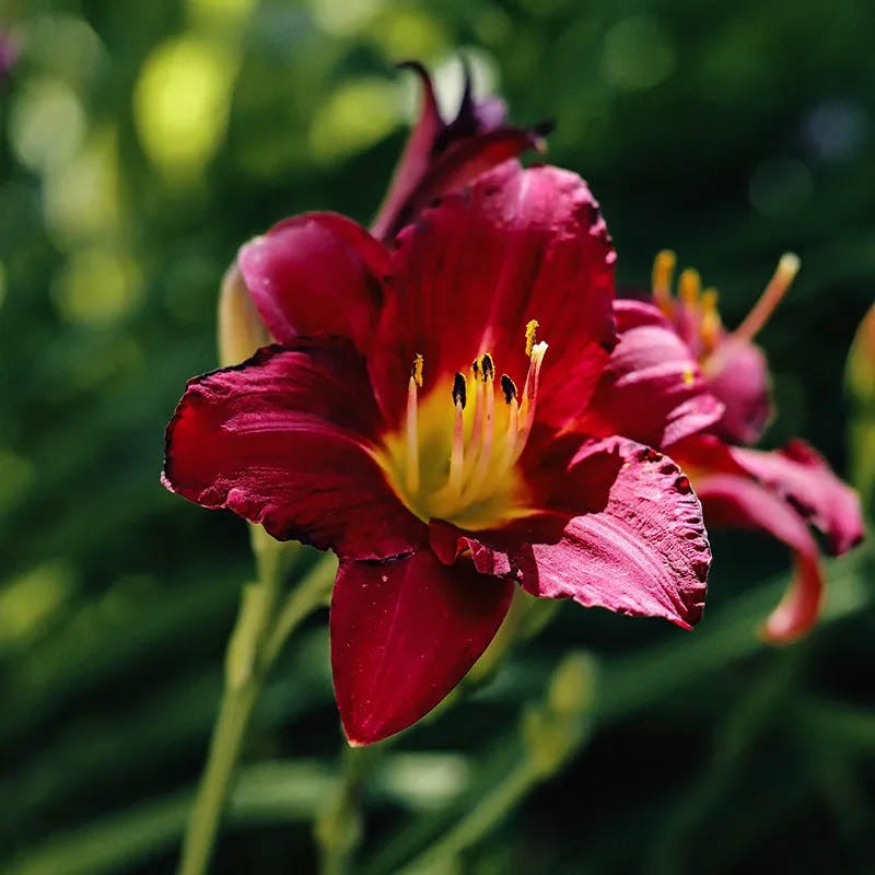 Prelude To Love Reblooming Daylily
