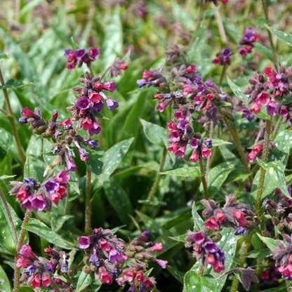 Jewelbox Shade Plant Collection