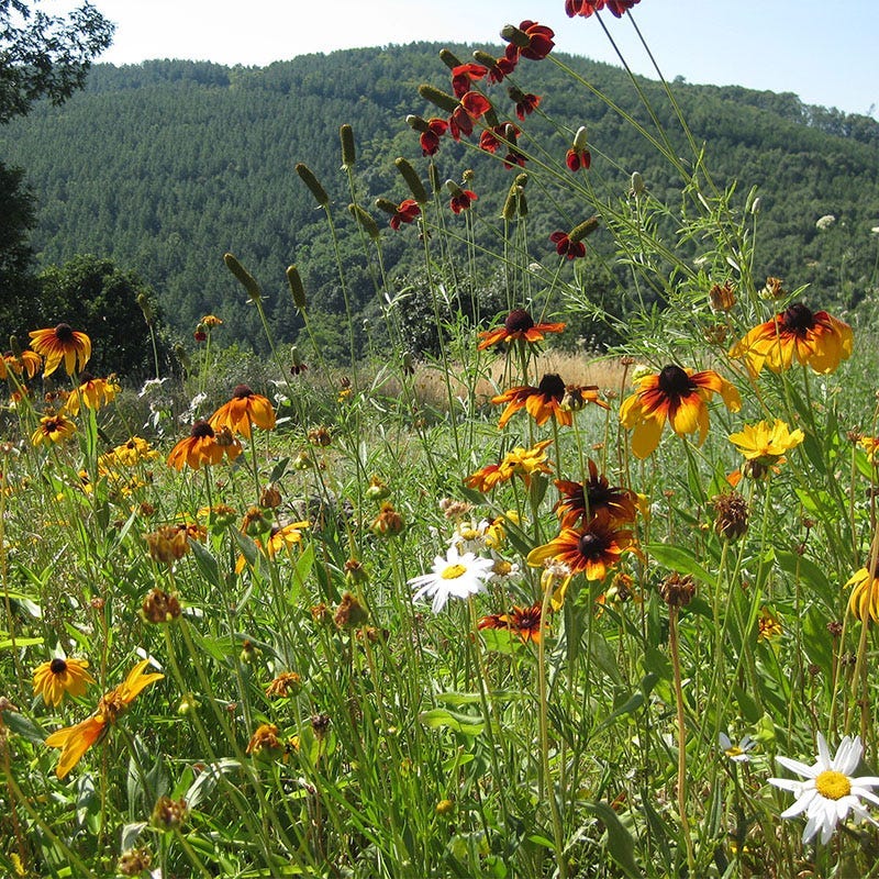 New Mexico Select Wildflower Seed Mix