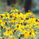 Yellow Prairie Coneflower Seeds