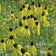Grey Headed Coneflower Seeds