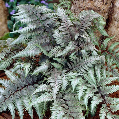Stormy Shade Low Grow Plant Collection