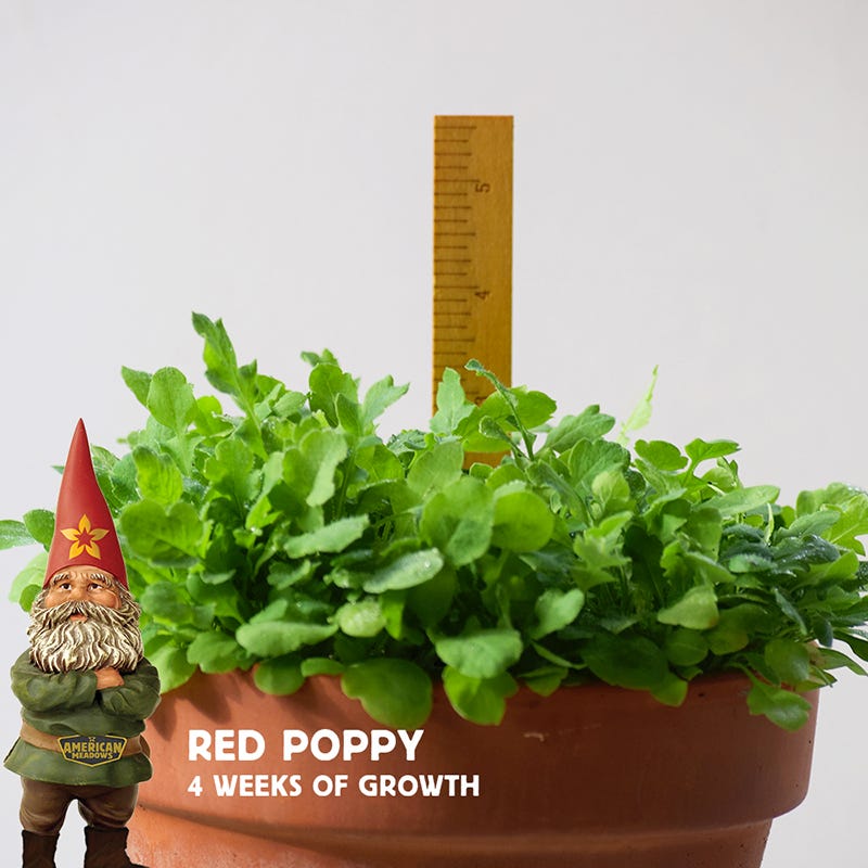 Red Poppy Seeds
